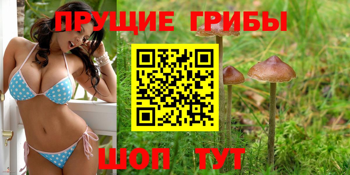 Псилоцибиновые грибы Psilocybine cubensis Саранск